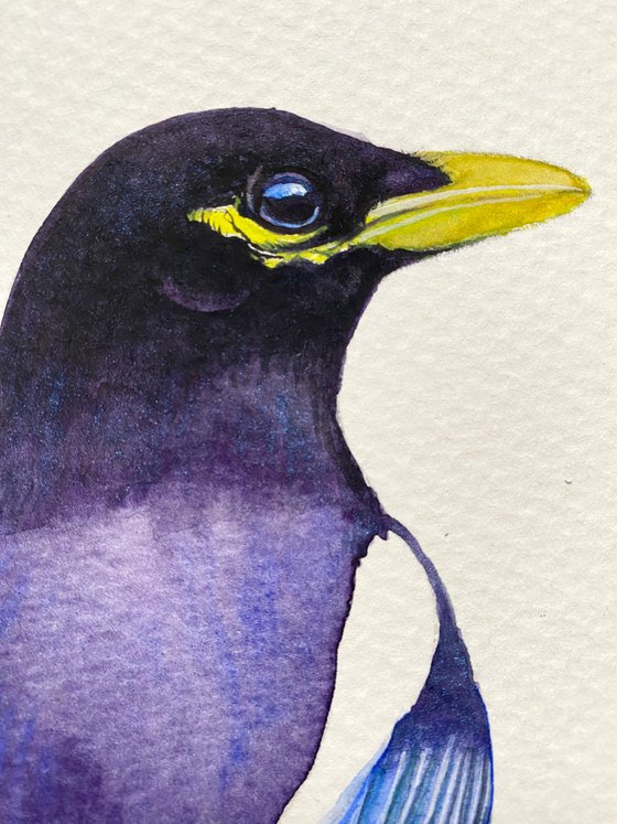 Magpie-the rainbow bird with watercolor magic in artistic realism