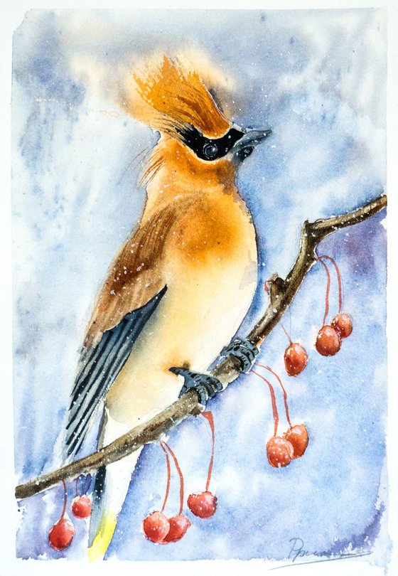 Cedar Waxwing Bird