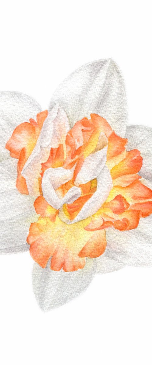 Narcissus Creamy White and Peach by Alona Hrinchuk