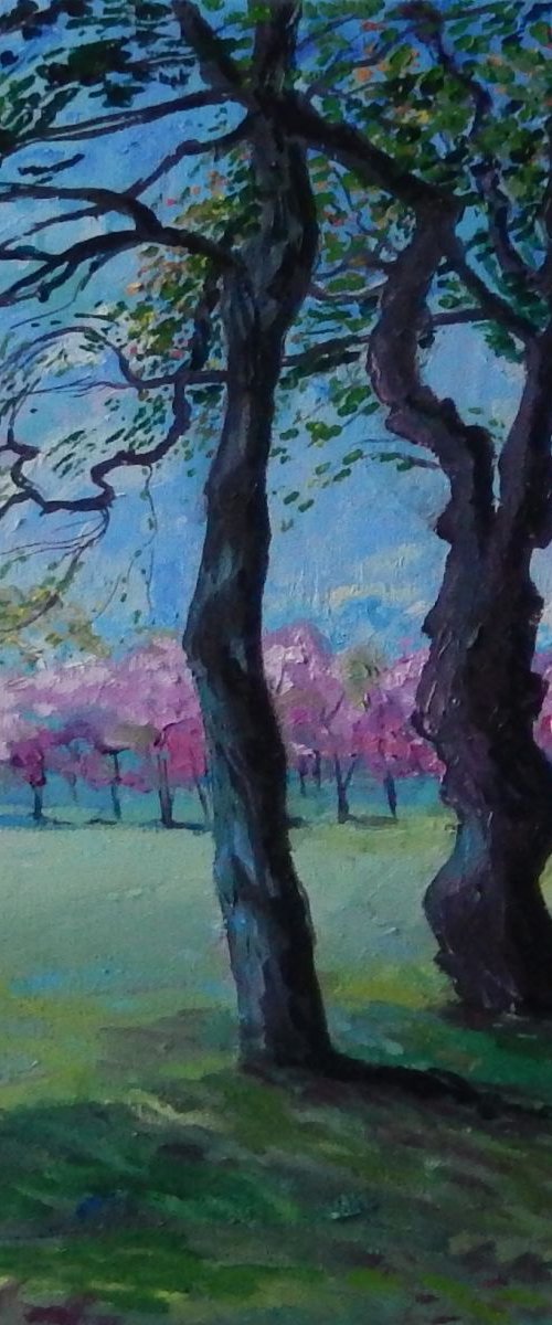 Cherry Trees In Edinburgh by Stephen Howard Harrison
