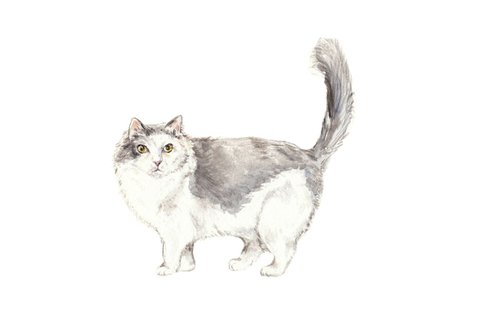 Ragamuffin Cat Original Watercolor by Lauren Rogoff