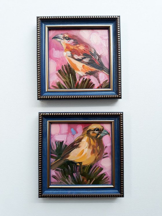 Love couple of crosbill birds
