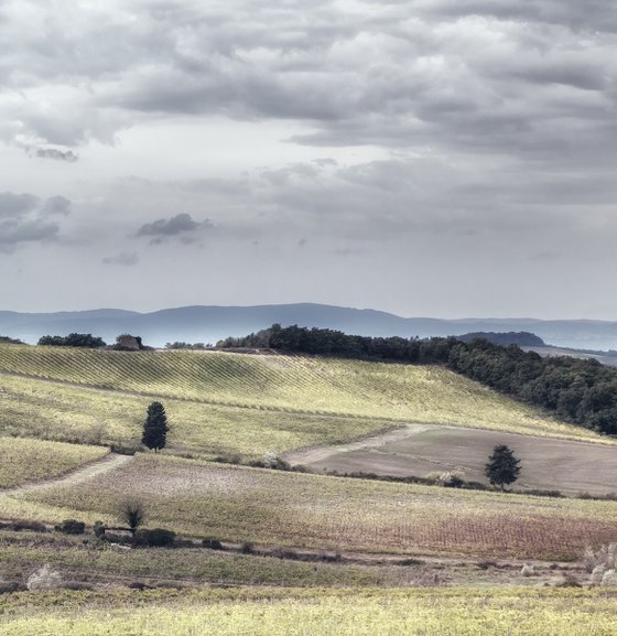 Chianti vineyards in autumn