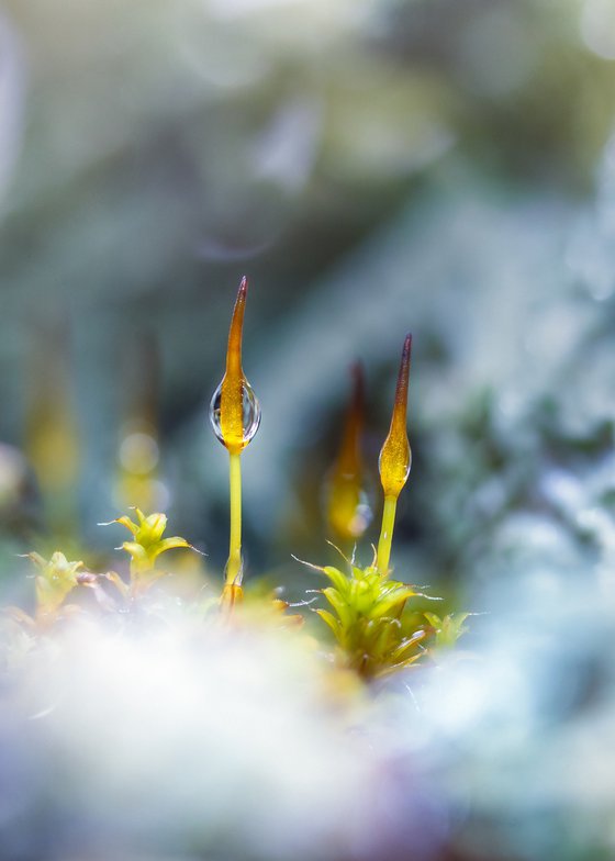 Forest’s Mossy Soul - master edition