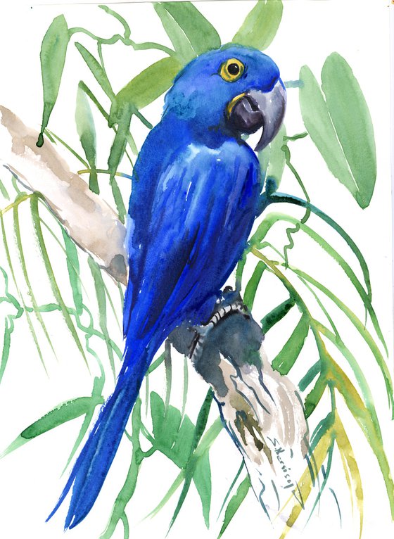 Hyacinth macaw