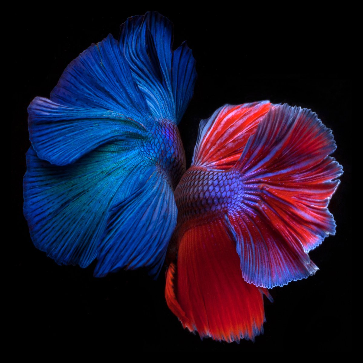 Photorealistic Animal Photograph By Michael Filonow, 26 X 26", Betta Twins 2, Original Artwork