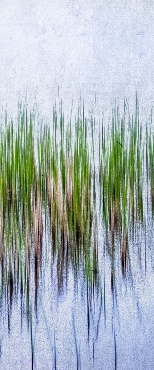 Reeds #1 Limited Edition 1/50 10x10 inch Photographic Print. by Graham Briggs