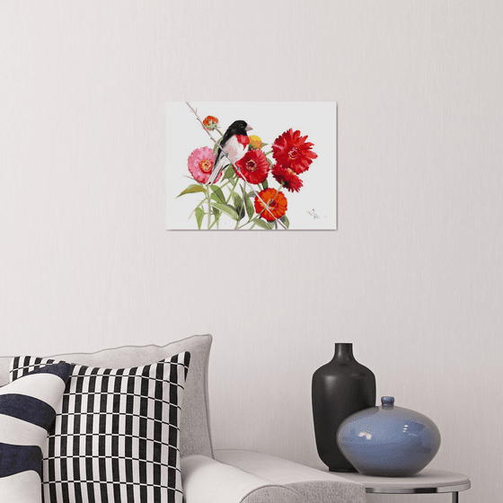 rose-breasted grosbeak and Zinnia Flowers