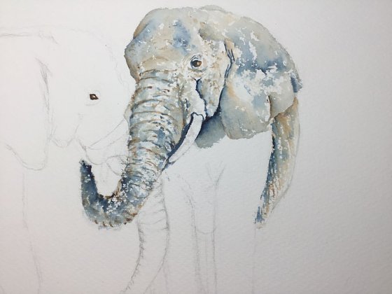 Elephants #2