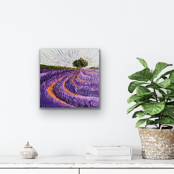 Lavender fields