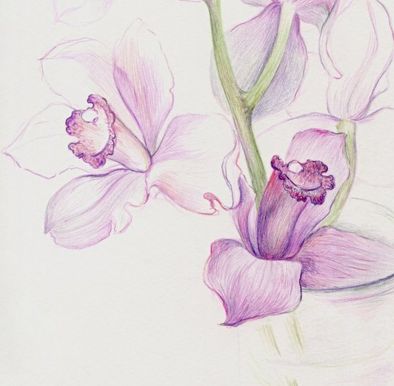 Colored pencils orchids