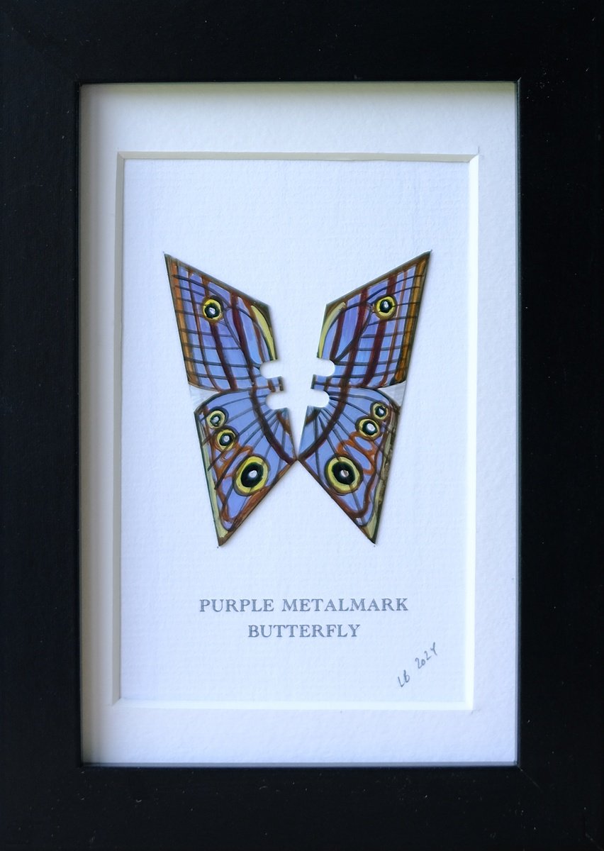 Purple Metalmark butterfly by Lene Bladbjerg