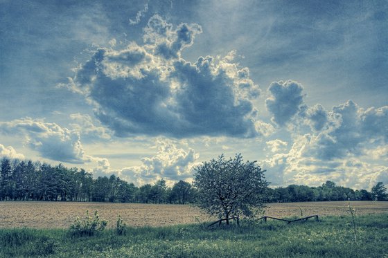 Under the tender May sky.