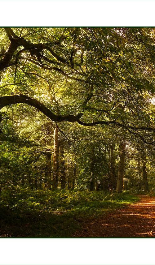 A Walk in the Woods by Martin  Fry