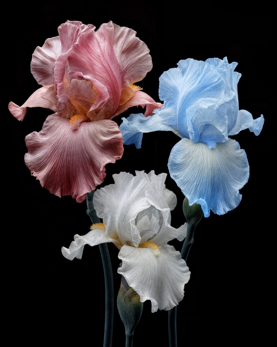 Photorealistic Botanical Photograph By Michael Filonow, 34 X 42", Trinity In Bloom Limited Edition, Original Artwork