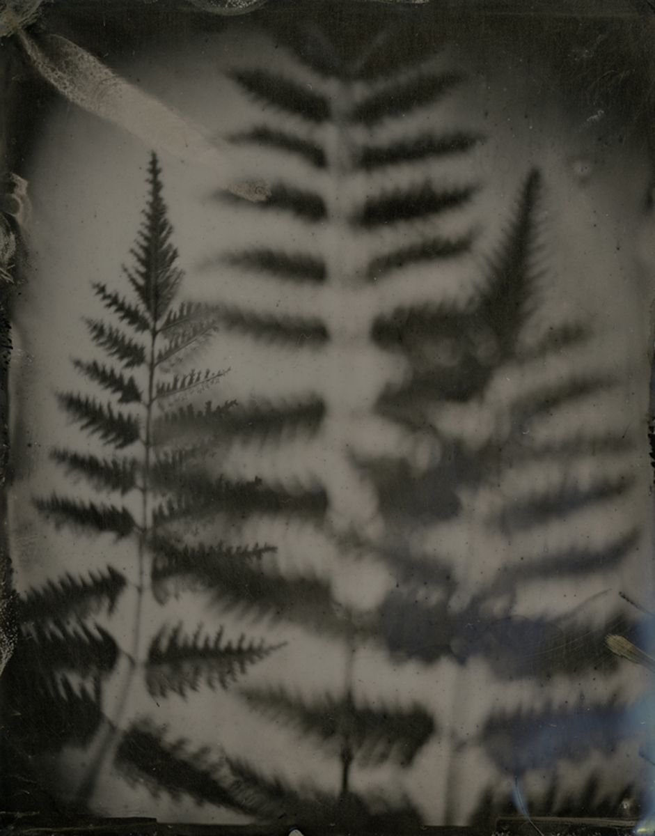 Photorealistic Botanical Photograph By Nicolas Laborie, 8 X 10", Ferns, Original Artwork