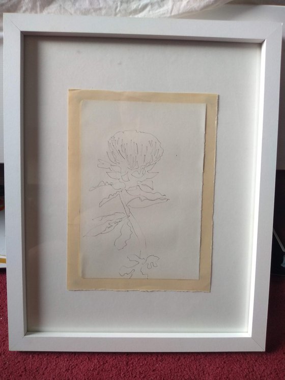 Biro singular flower sketch