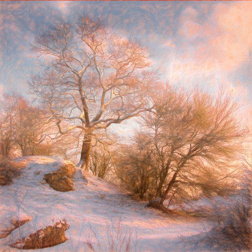 Snowy trees on Hill by Martin  Fry