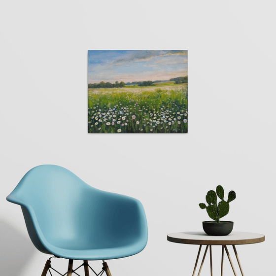 Field of daisies