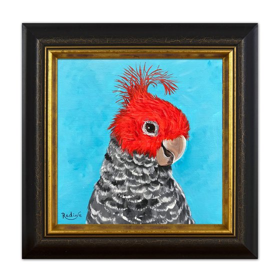 Gang-gang cockatoo portrait