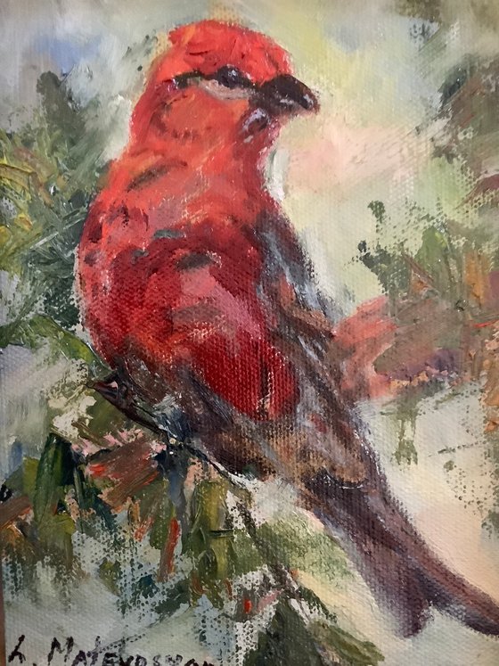 Pine Grosbeak