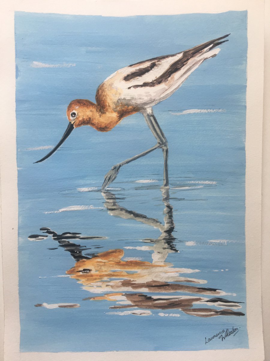 American Avocet Wading by Laurence Wheeler