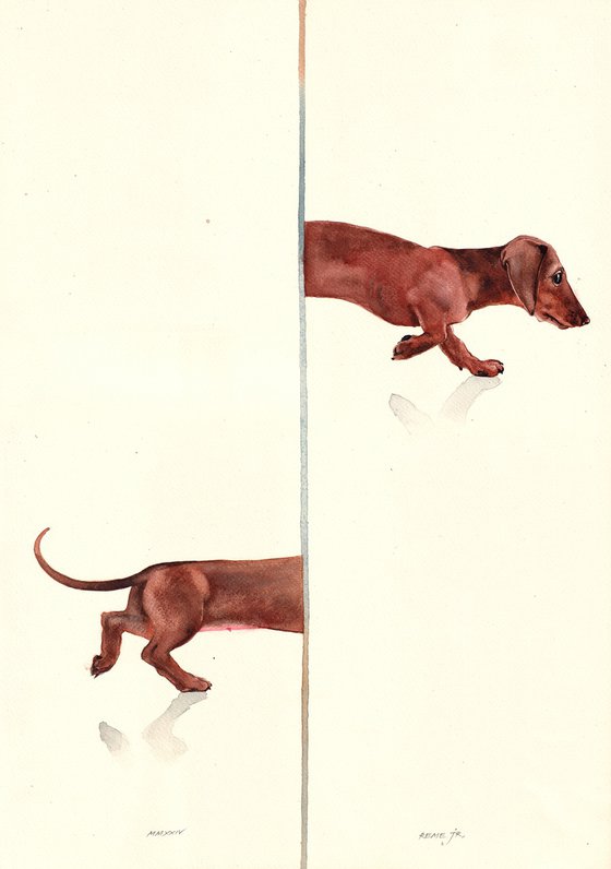 Dachshund (Sausage Dog)