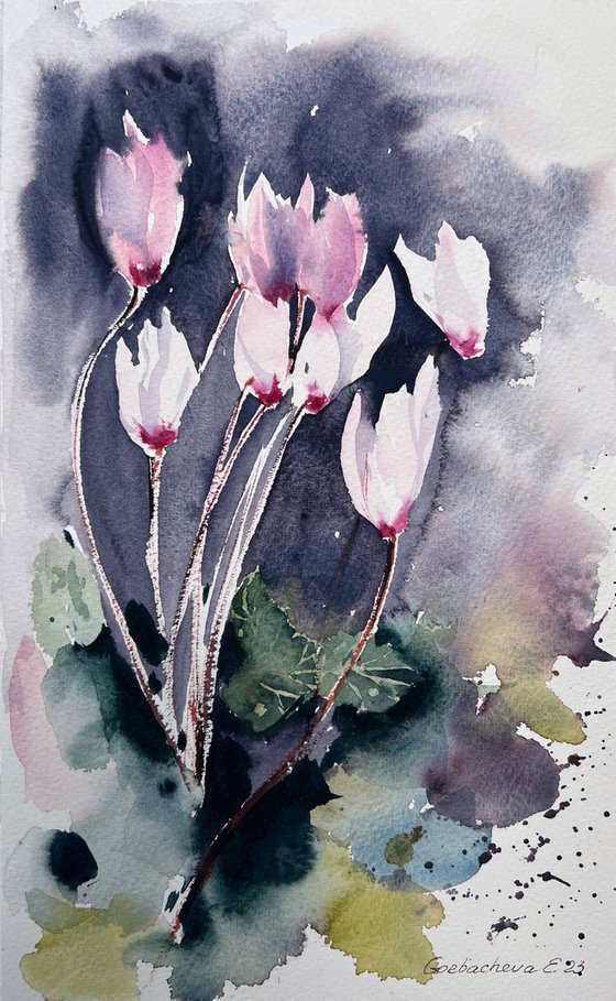 Cyclamen