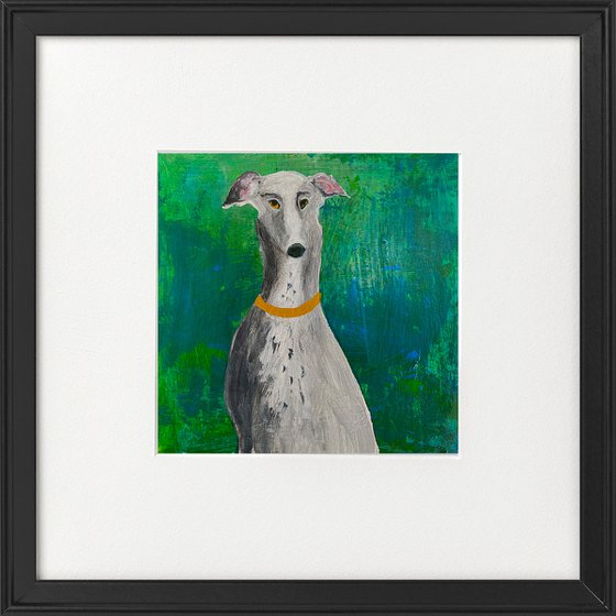 Posing grey Greyhound on Green