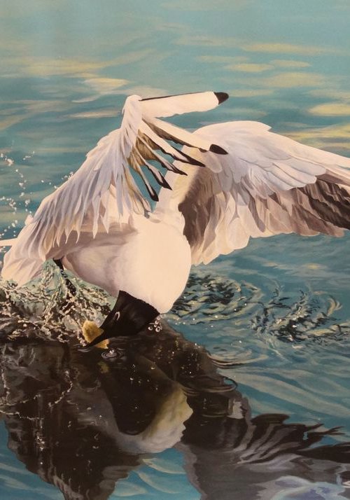 Black Headed Gull by Julian Wheat