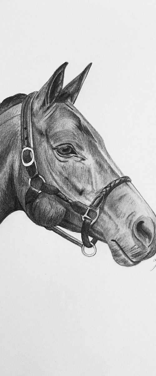Horse no 2 by Amelia Taylor