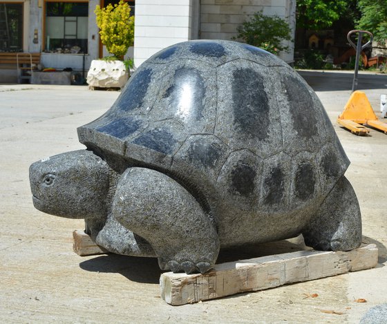 "Giant Tortoise"