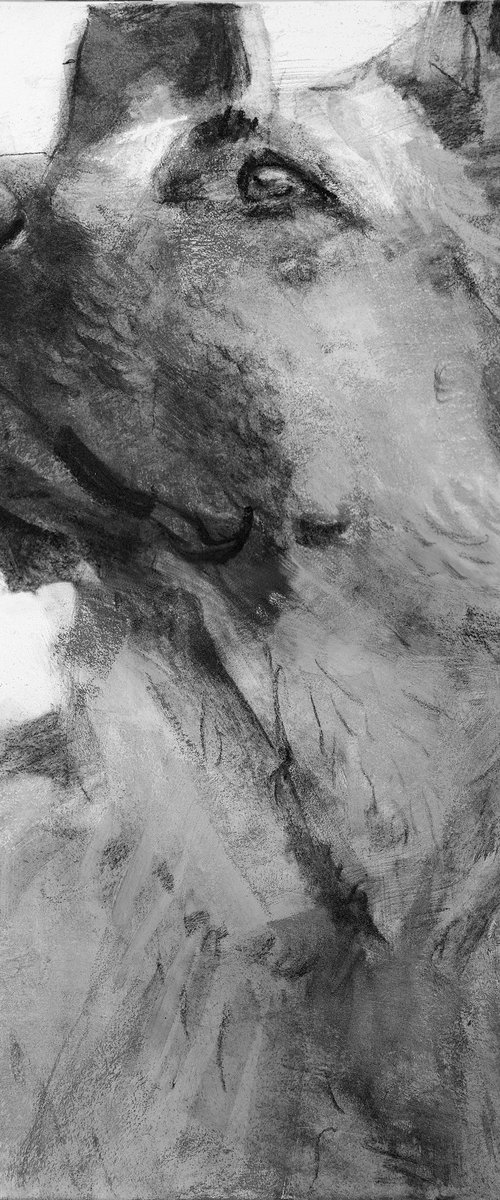 German Shepherd by Eugene Segal