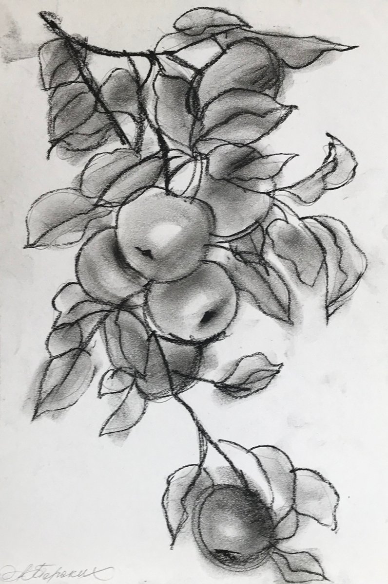 Botanical Charcoal Drawing By Anastasia Terskih, 8 X 12, Apple Tree, Original Artwork