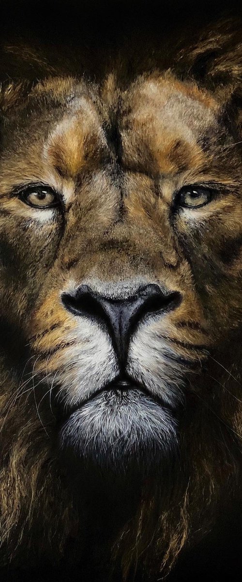 Lion From The Shadows by Paul Hardern