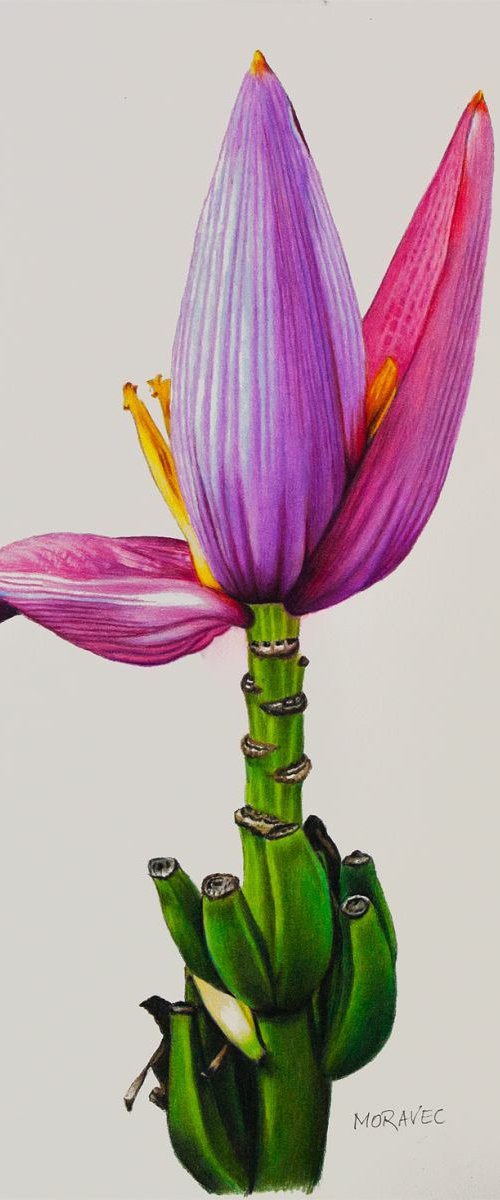 Banana Blossom by Dietrich Moravec