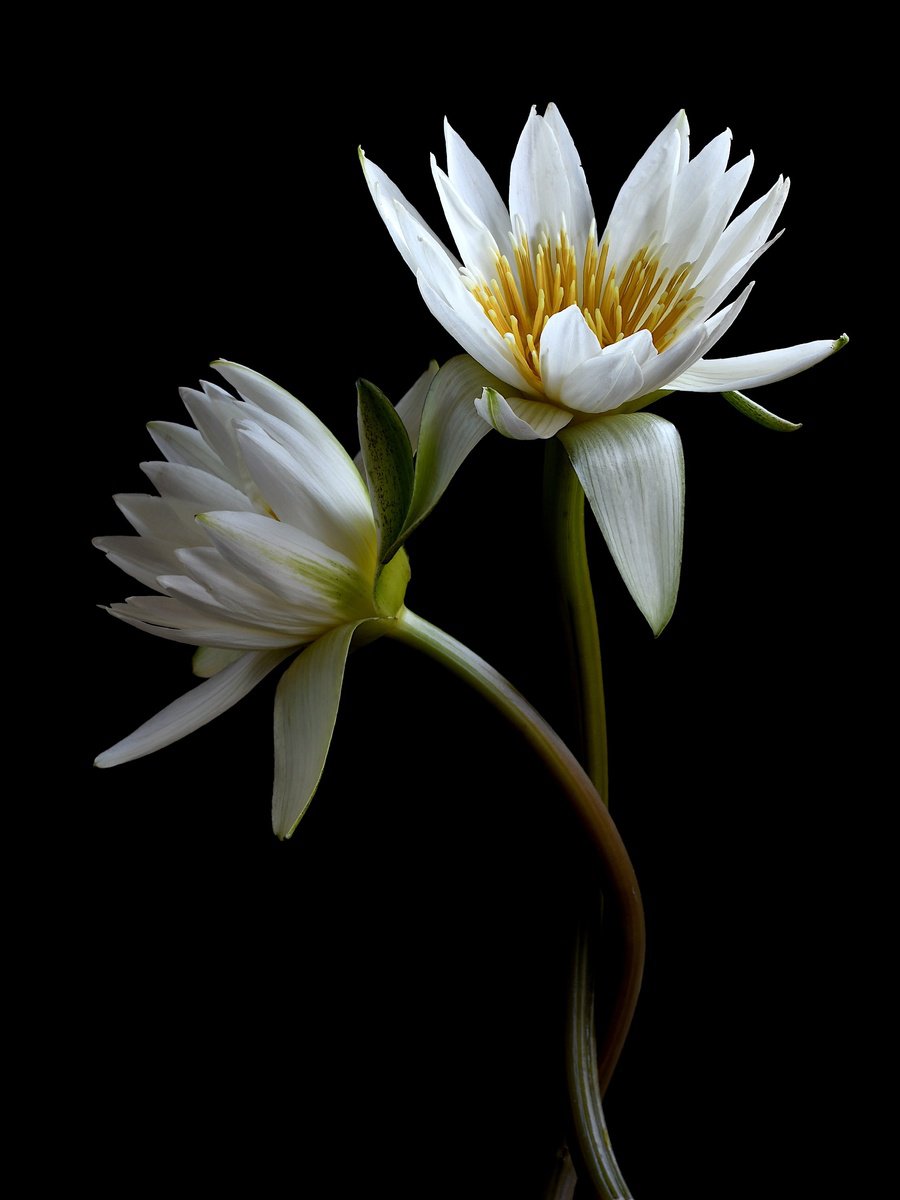Still Life Photograph By Nadia Culph, 24 X 31", Water Lilies, Original Artwork