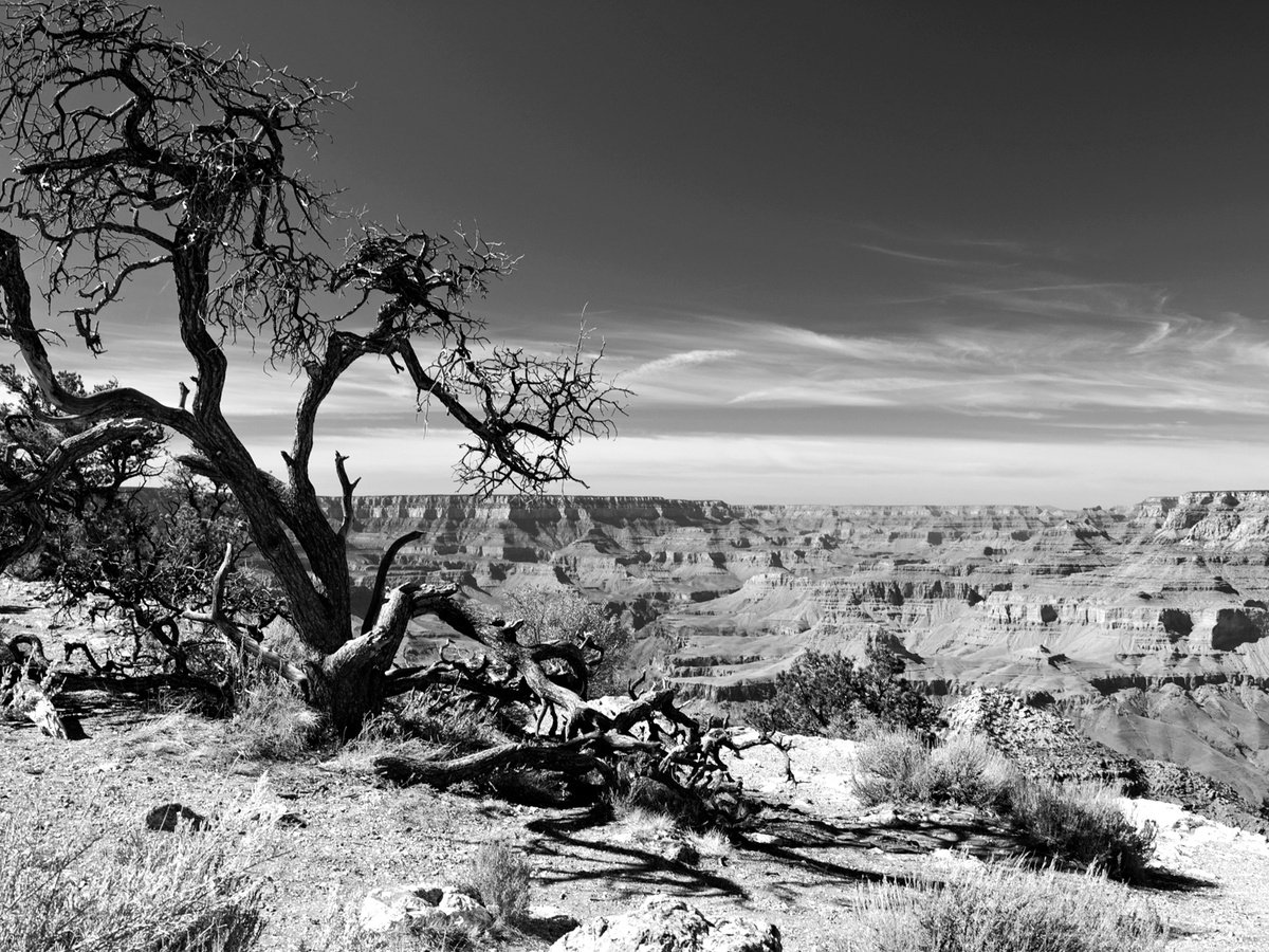 Photorealistic Landscape Photograph By Alex Cassels, 24 X 19, Desert View Tree, Original Artwork