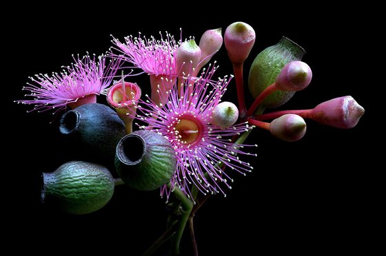 Gum Nuts and Blossoms