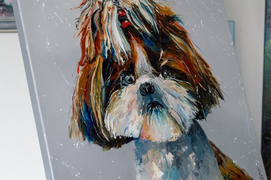 Shih Tzu