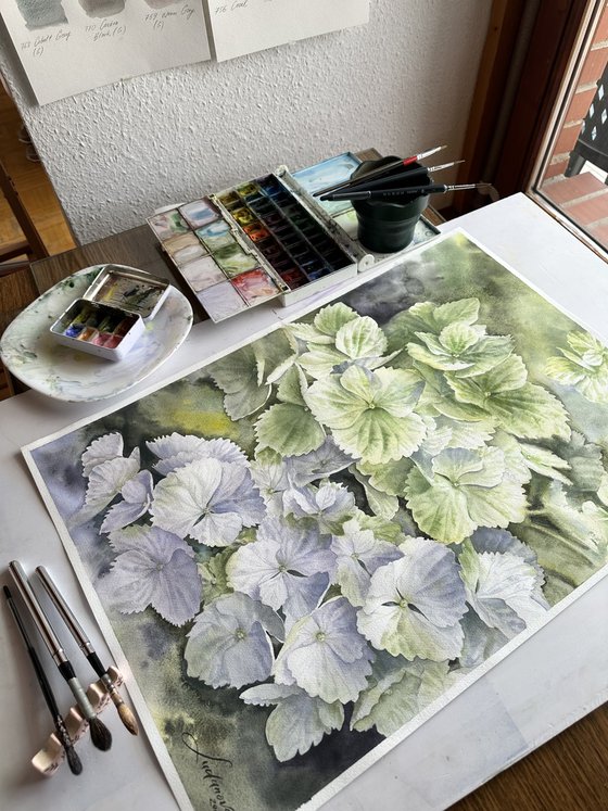 Green hydrangeas