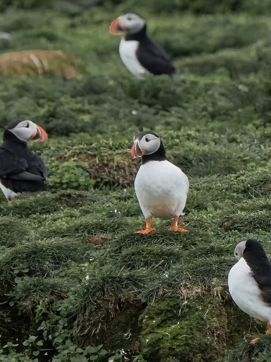 THE PUFFIN'S