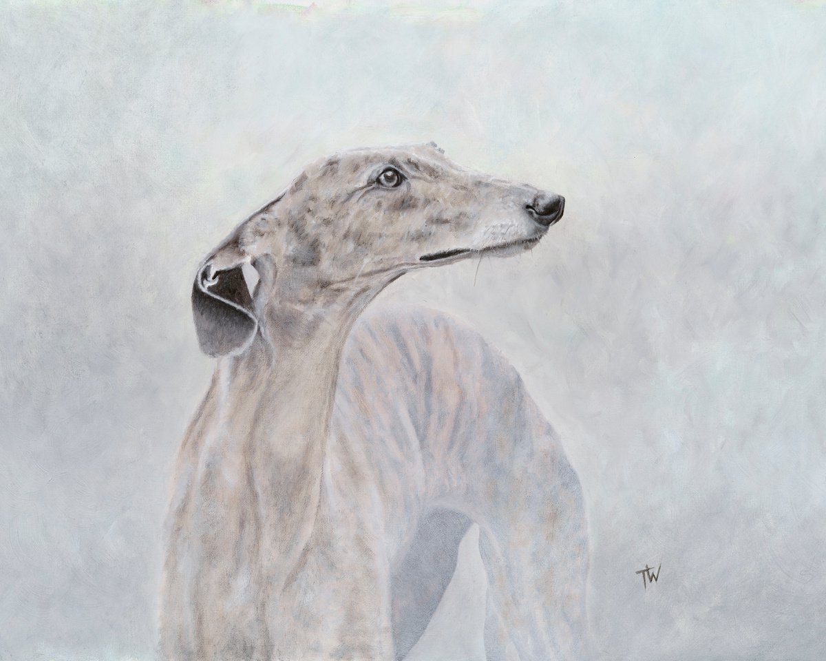 Greyhound in the mist by Tracey Walker