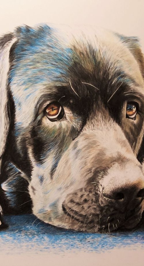 Max the Black Labrador by Julian Wheat