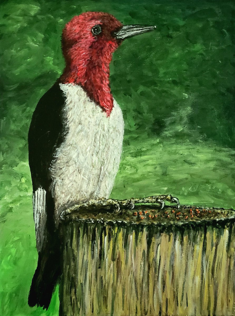 Red Headed Woodpecker by Robbie Potter