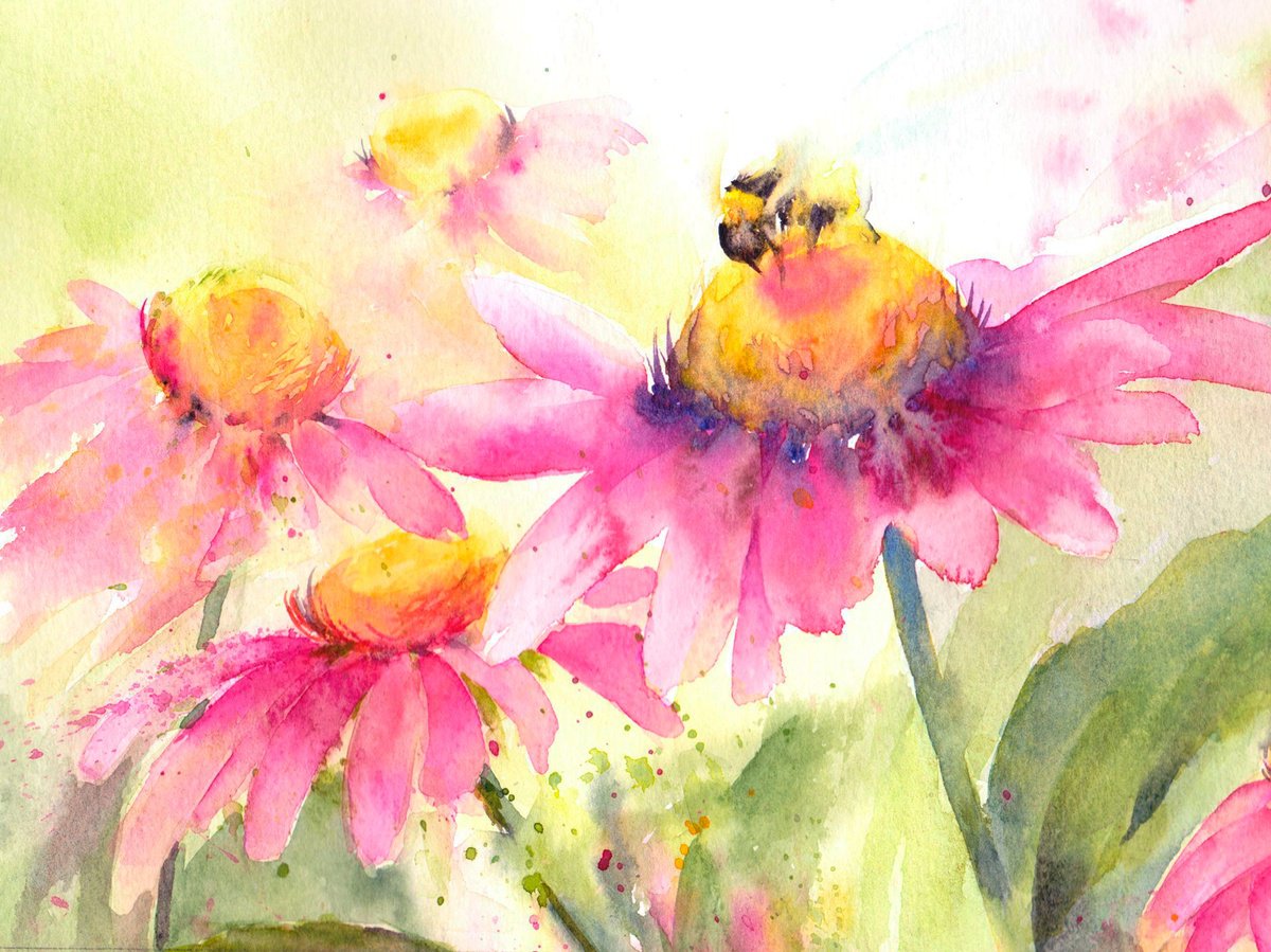 Bee on pink Echinaceas, original watercolour by Anjana Cawdell