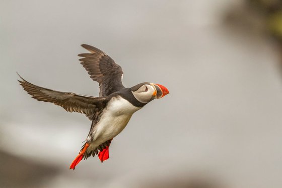 Photography | Birds | Fratercula arctica