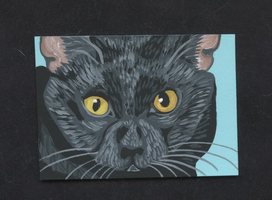 Bombay Black Cat