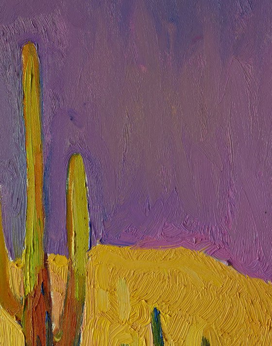 Saguaros. Evening