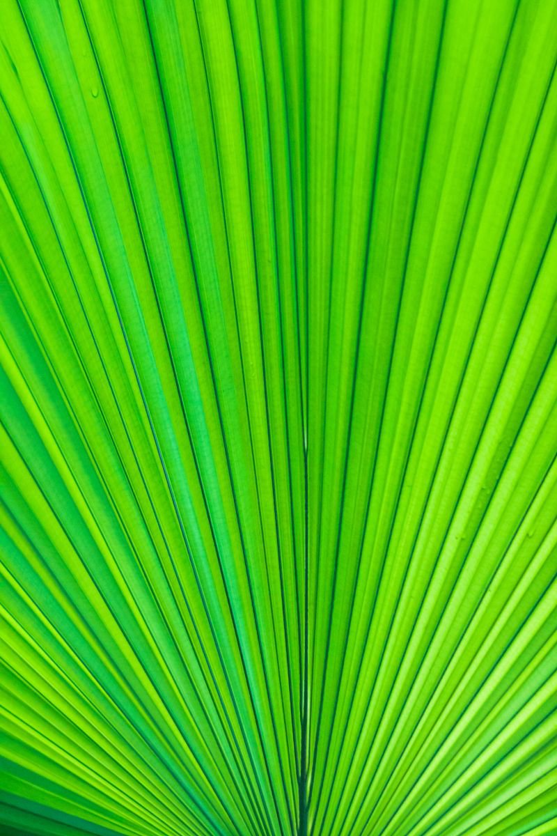 Palm leaf by Yuliya Ivanova